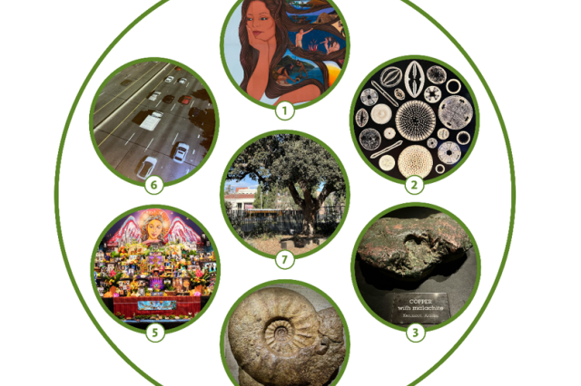 Seven thumbnails for wheel-related displays at NHM